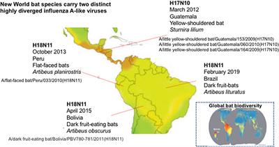 Inferring the Urban Transmission Potential of Bat Influenza Viruses